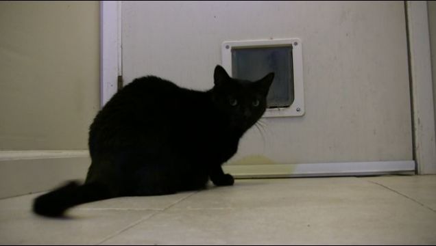 Cat Door Not Open?