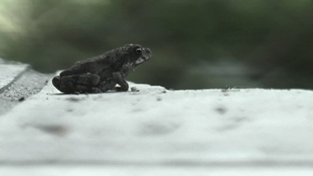 Predators (Out Back)