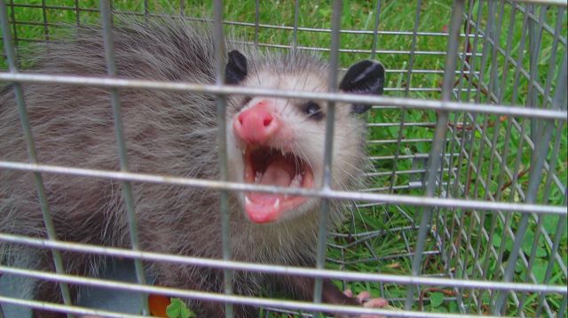 The Legendary Chronicles