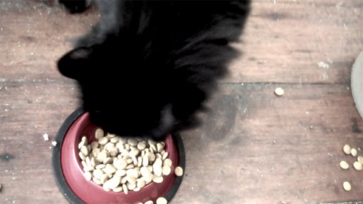 Over the Top Cat Food