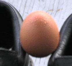 The Egg