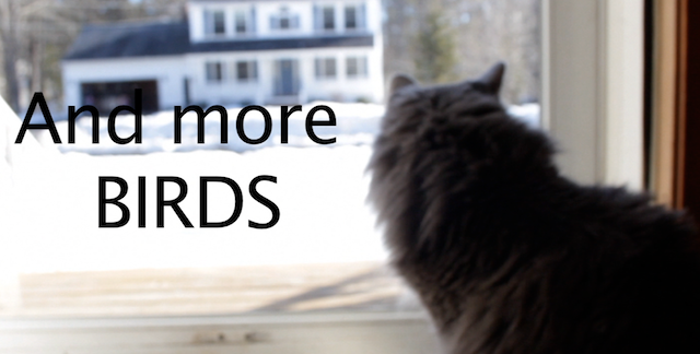 Kitty Haiku: MORE BIRDS!!