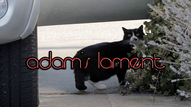 Adam's Lament