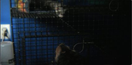 Reggie and Inde's Chrismas Present Miracle