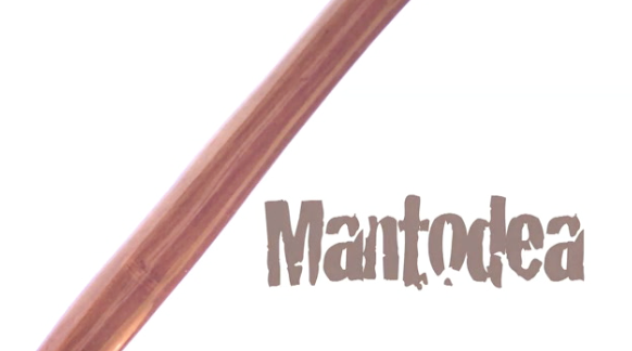 Mantodea